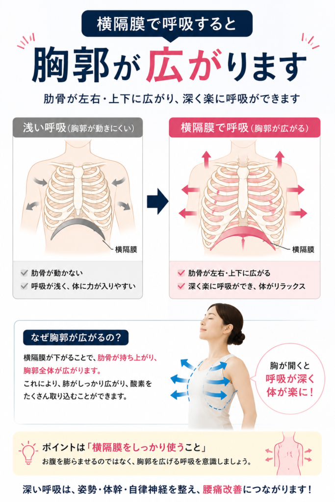 横隔膜呼吸で胸郭を広げる方法｜千葉市美浜区 稲毛海岸 すこやかBB腰痛整体院